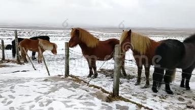 冰岛冰岛雷克雅未克附近的冰岛马<strong>雪雪乡</strong>